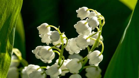 Maiglöckchen Parfum: Ein betörender Frühlingsduft